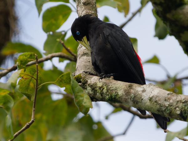 Roodstuitbuidelspreeuw (Cacicus haemorrhous)